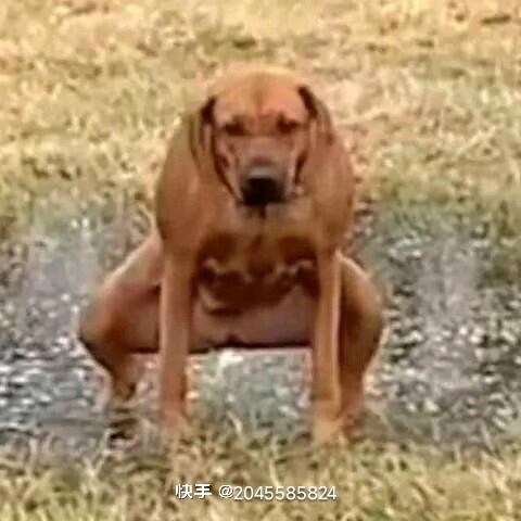帅过梁朝伟.