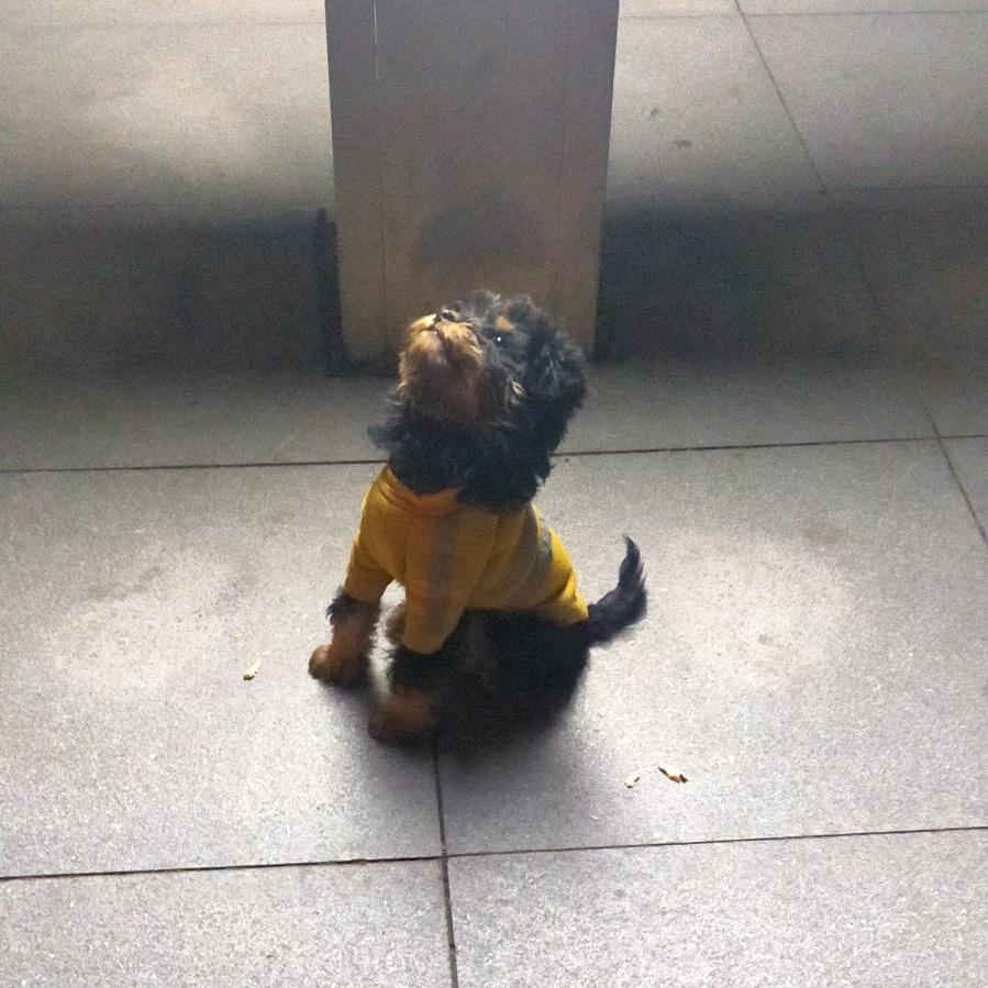 鱼与玉语