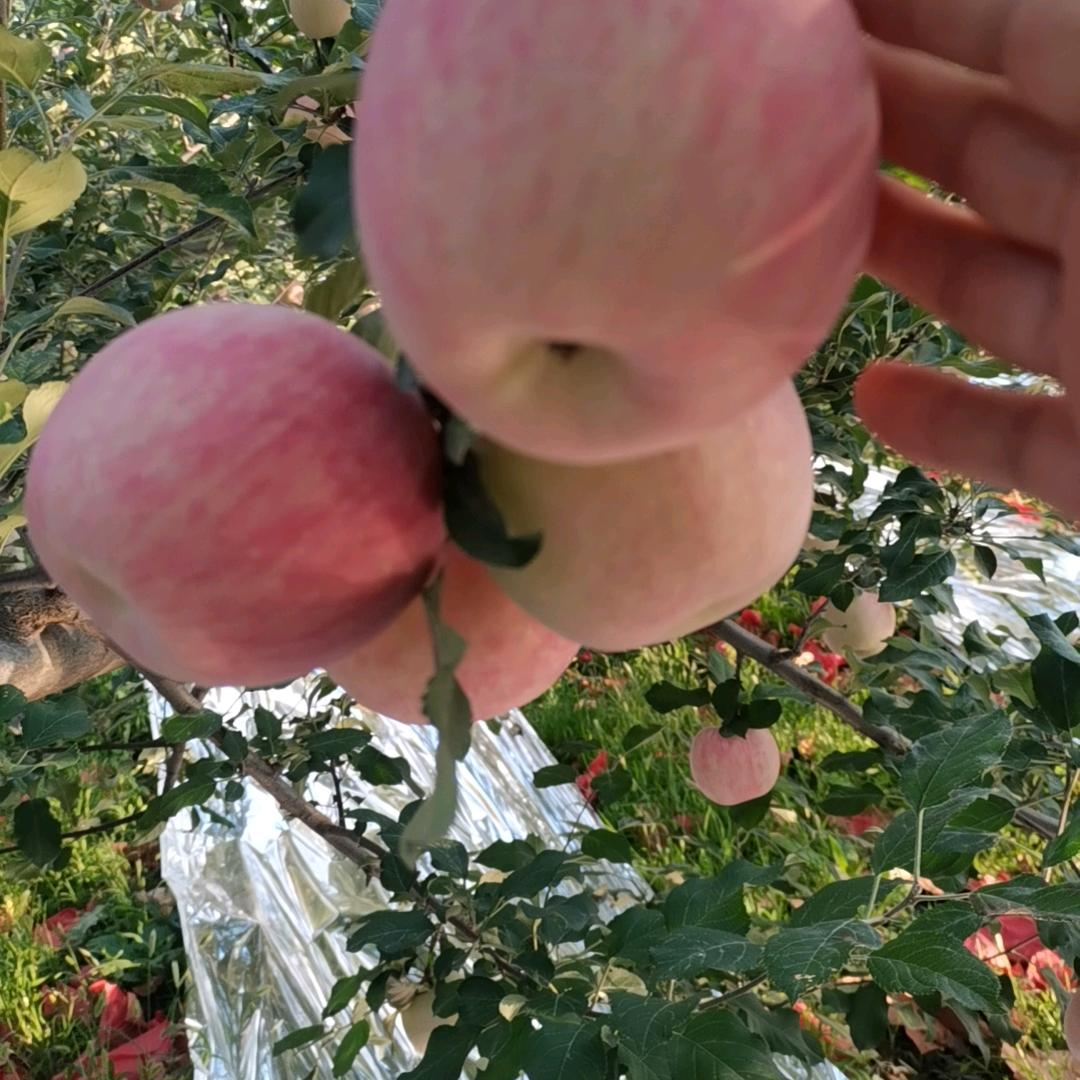 苹果周哥