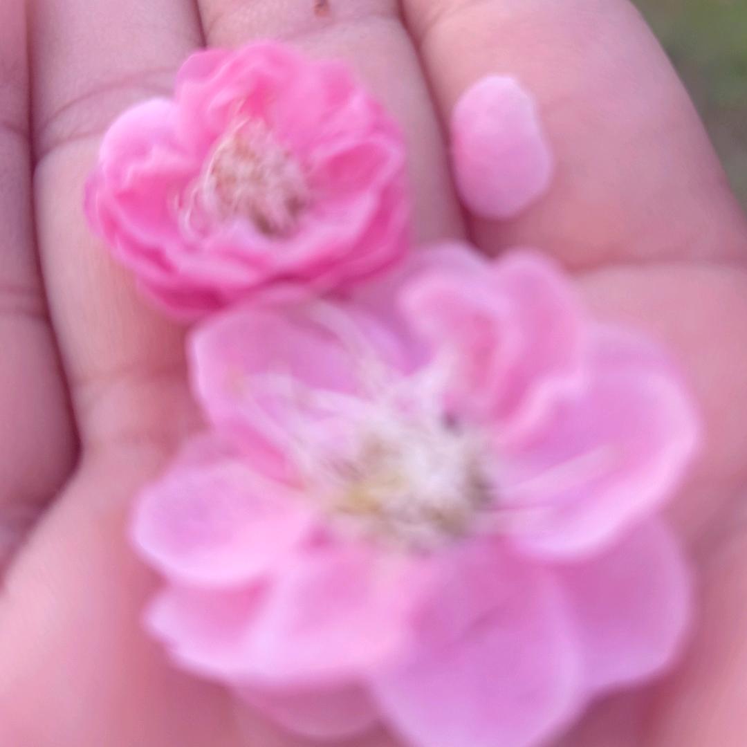 💞᭄᪲ᩚ꯭念念꧔ꦿ℘不忘💕এ⁵²