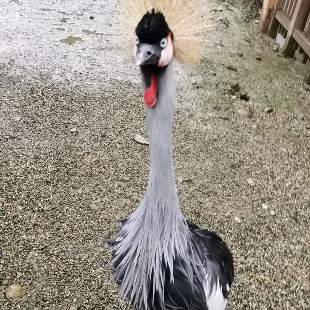 爱玩者