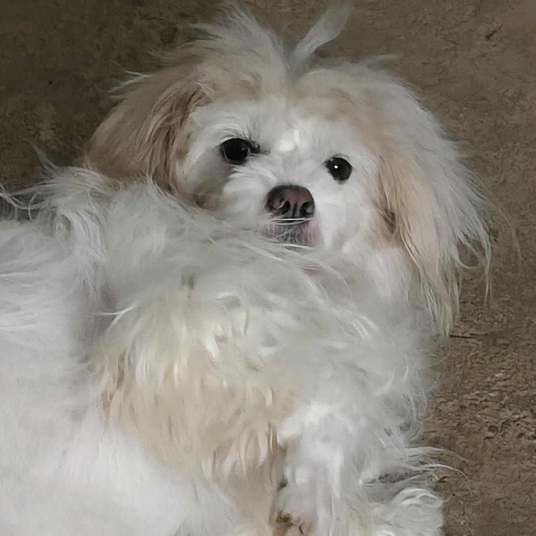 吴情