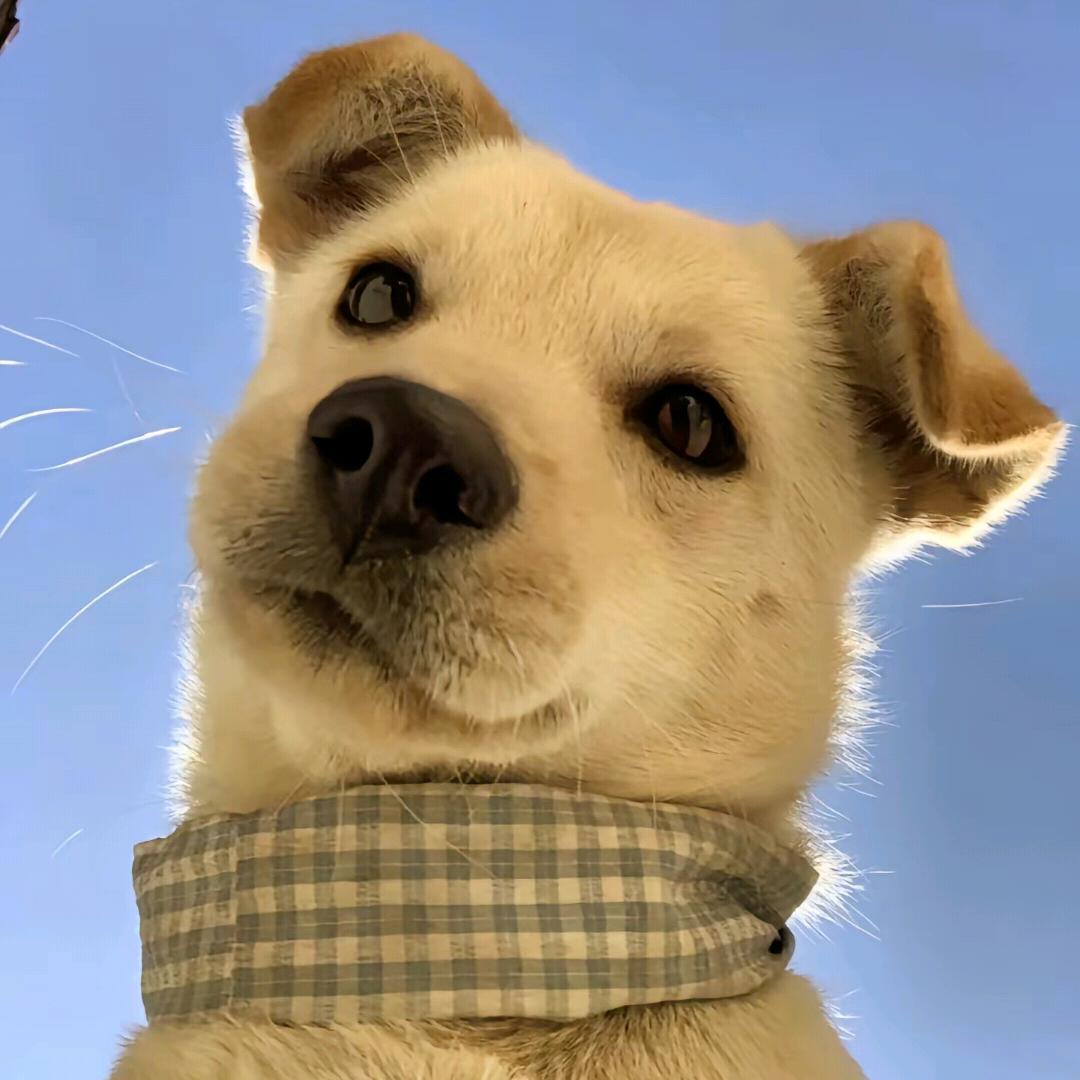 疯狂的小琦 Only Up