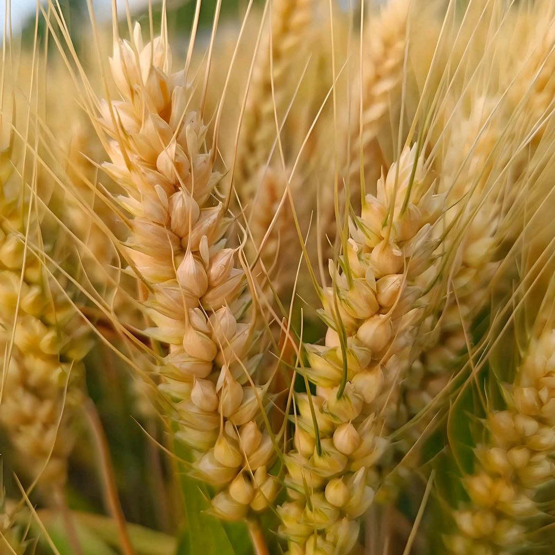 二妮种地大丰收