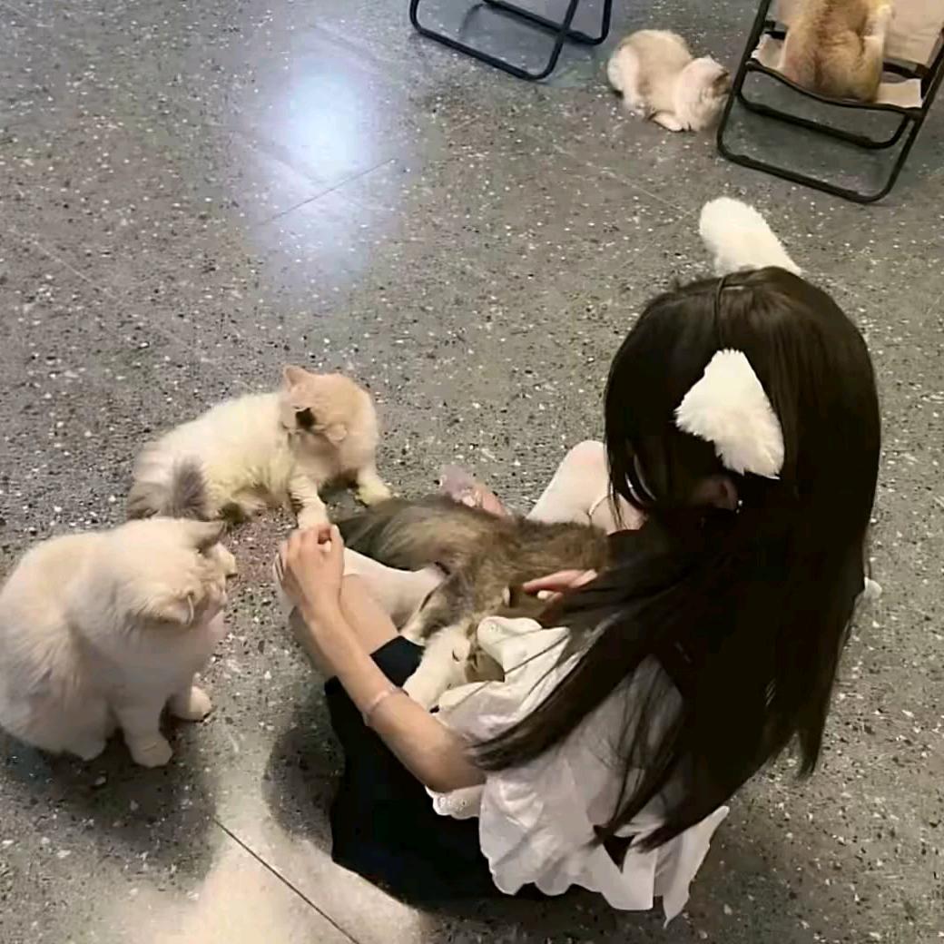 摆烂小羊