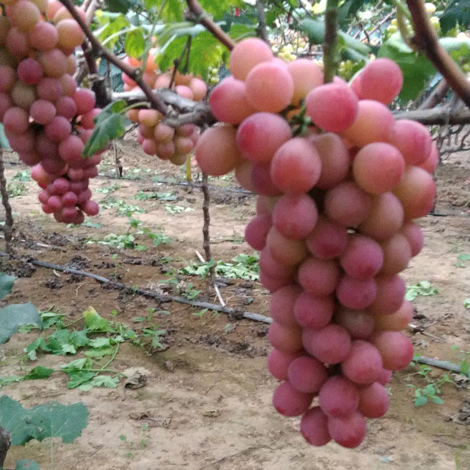 牛郎故里妮娜皇后