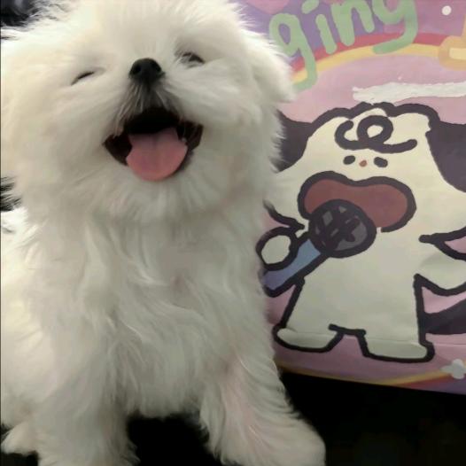 小鱼快快游^