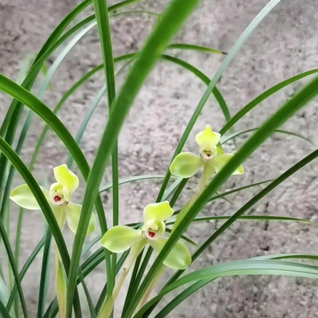 大马路   星辉指引