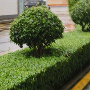 清奇