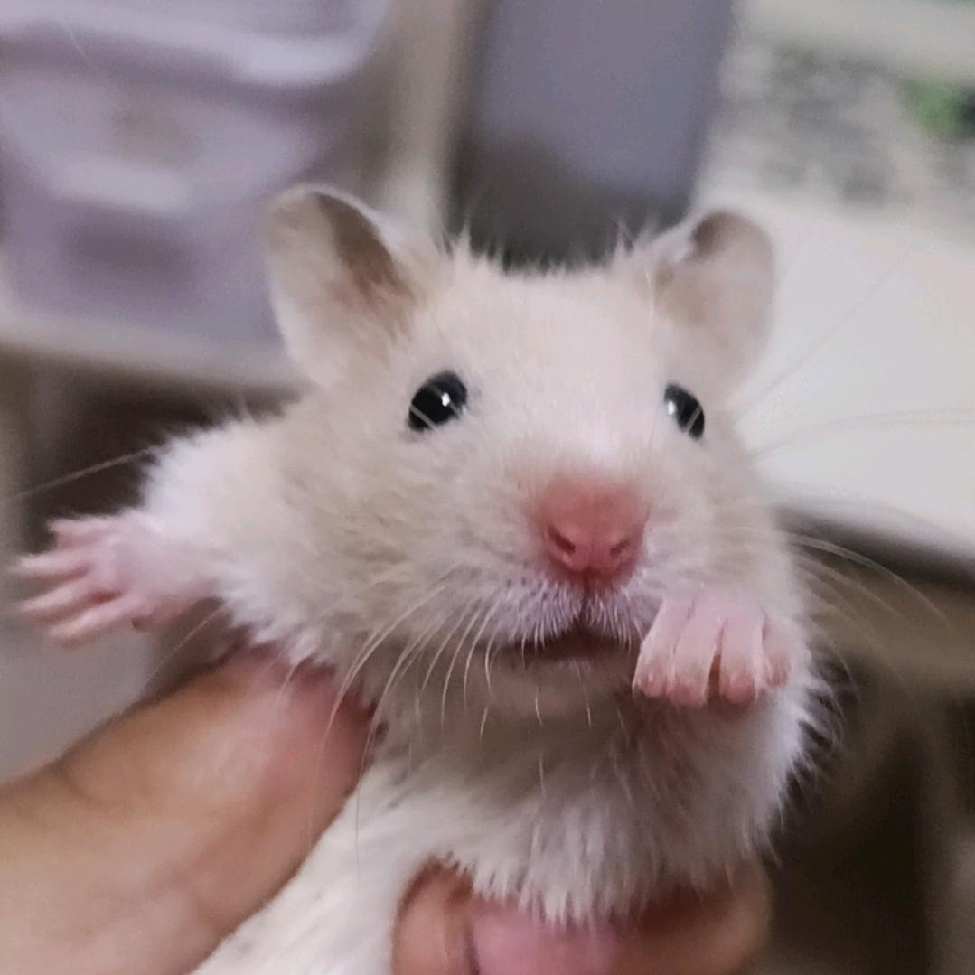 家有萌鼠