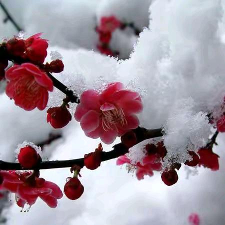 傲雪