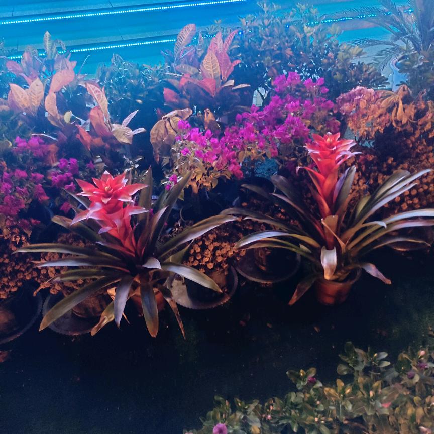 一人一花一世界