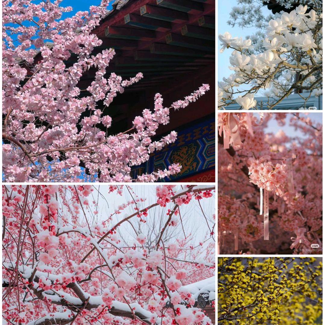 如意清竹( ﹡ˆoˆ﹡ )音音