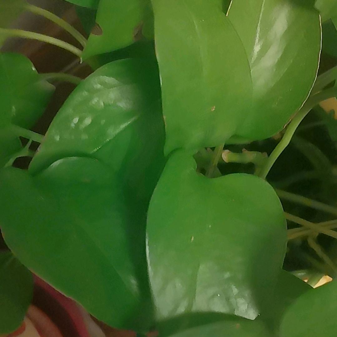荷贝尔