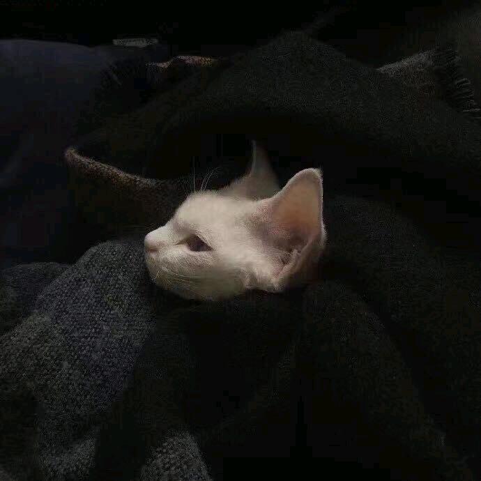 没心情