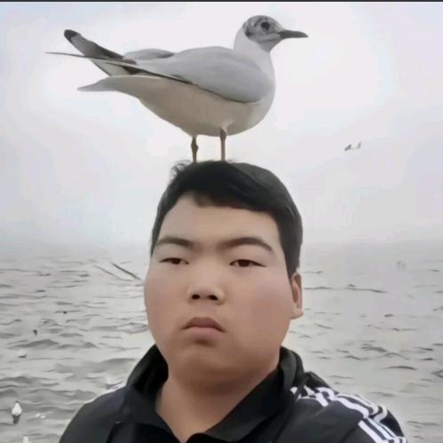 风吹不去🍀