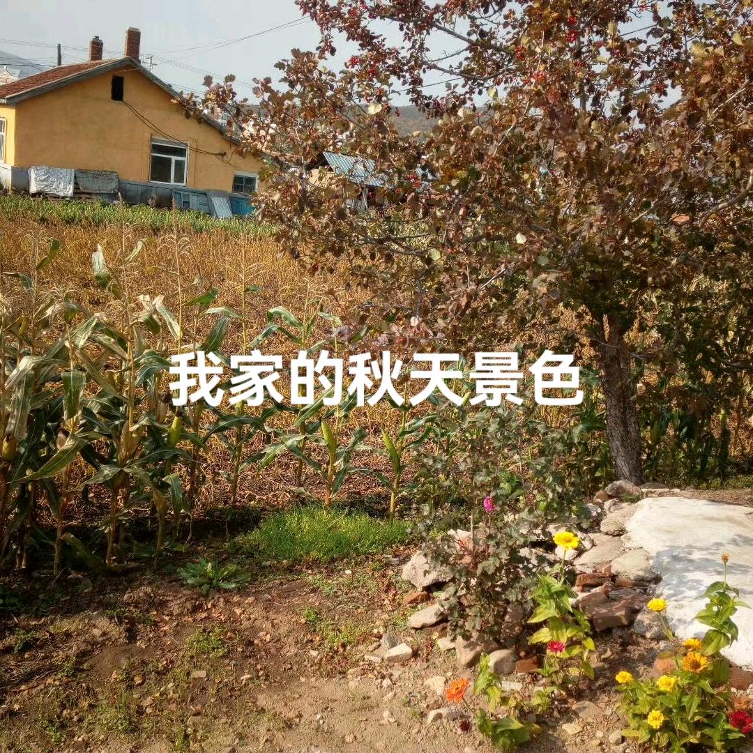 映影