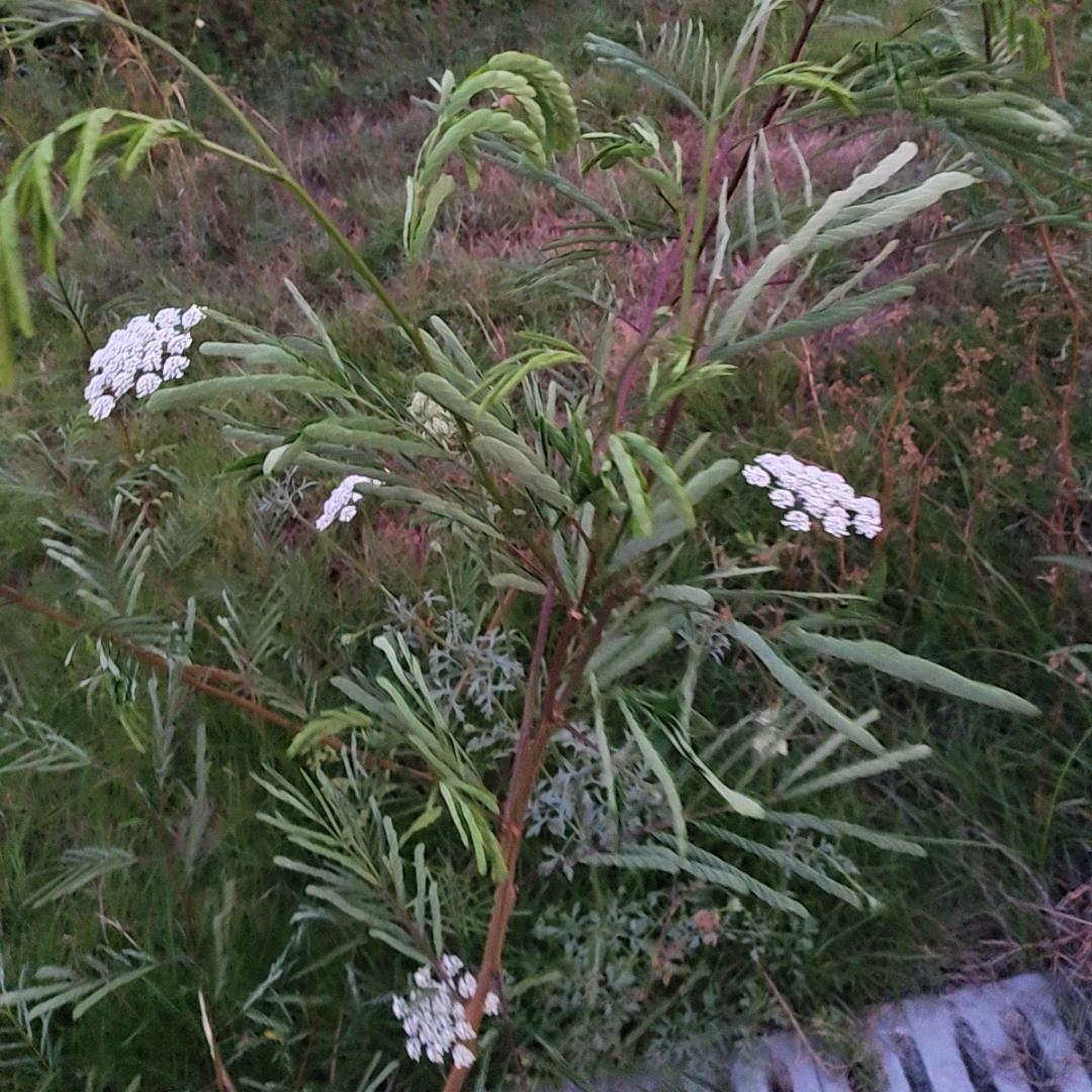 自 ꧁渡꧂