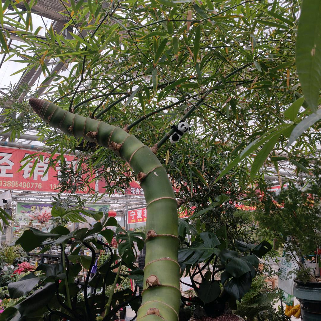 花卉