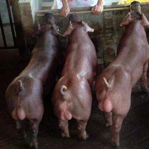 万顺大型种猪场