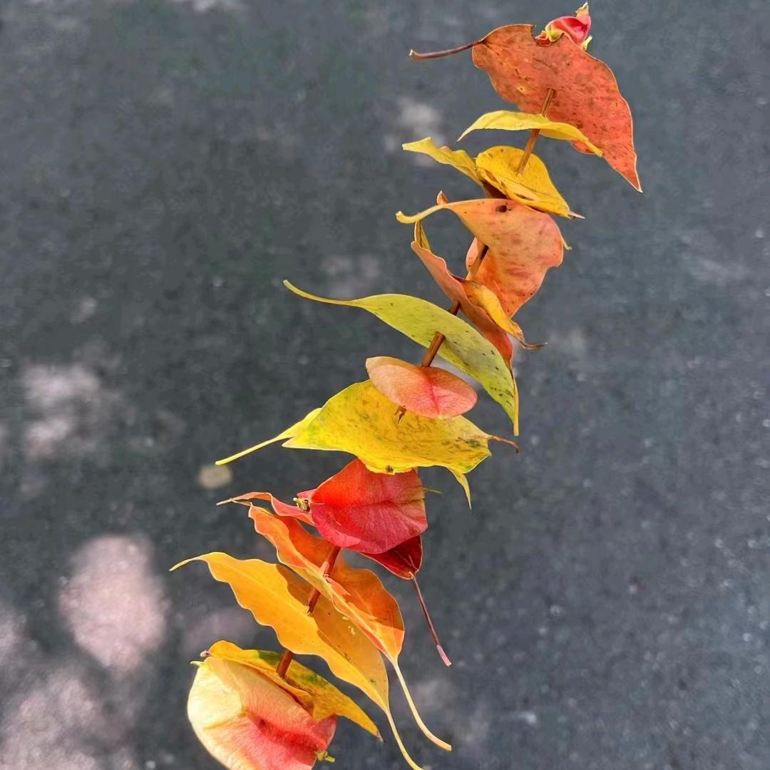 我叫静静