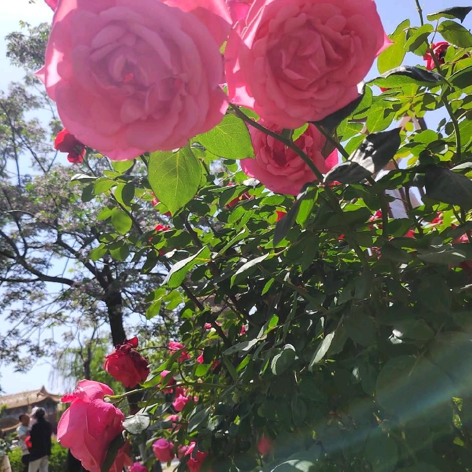 真情永远