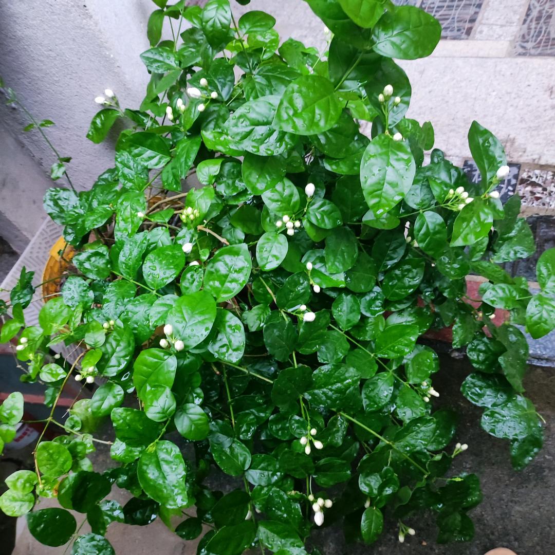 茉莉香盛