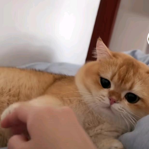 旅行猫🎄🎄🎄