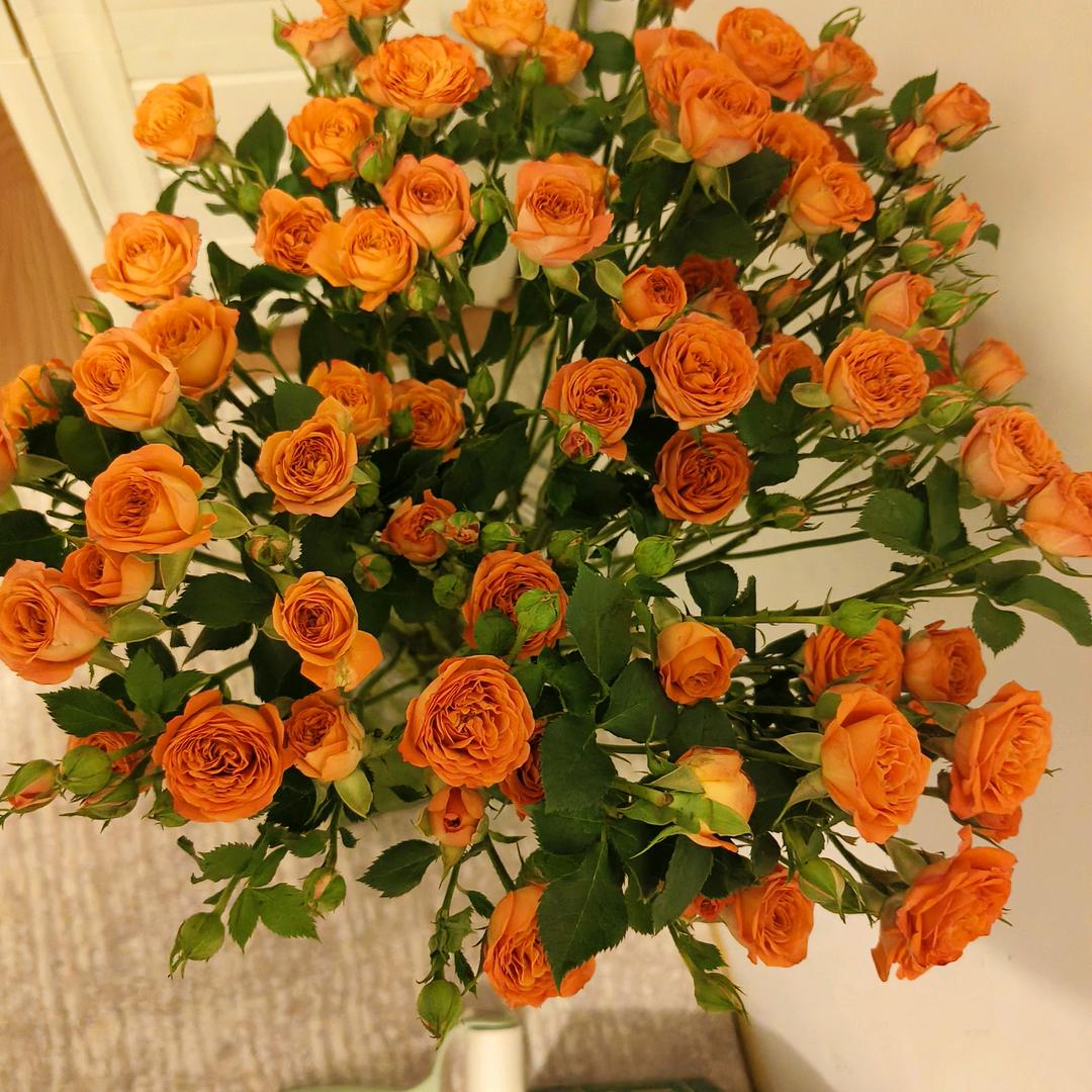 水果芭比