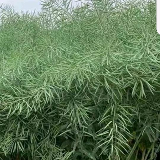 大地掌控者
