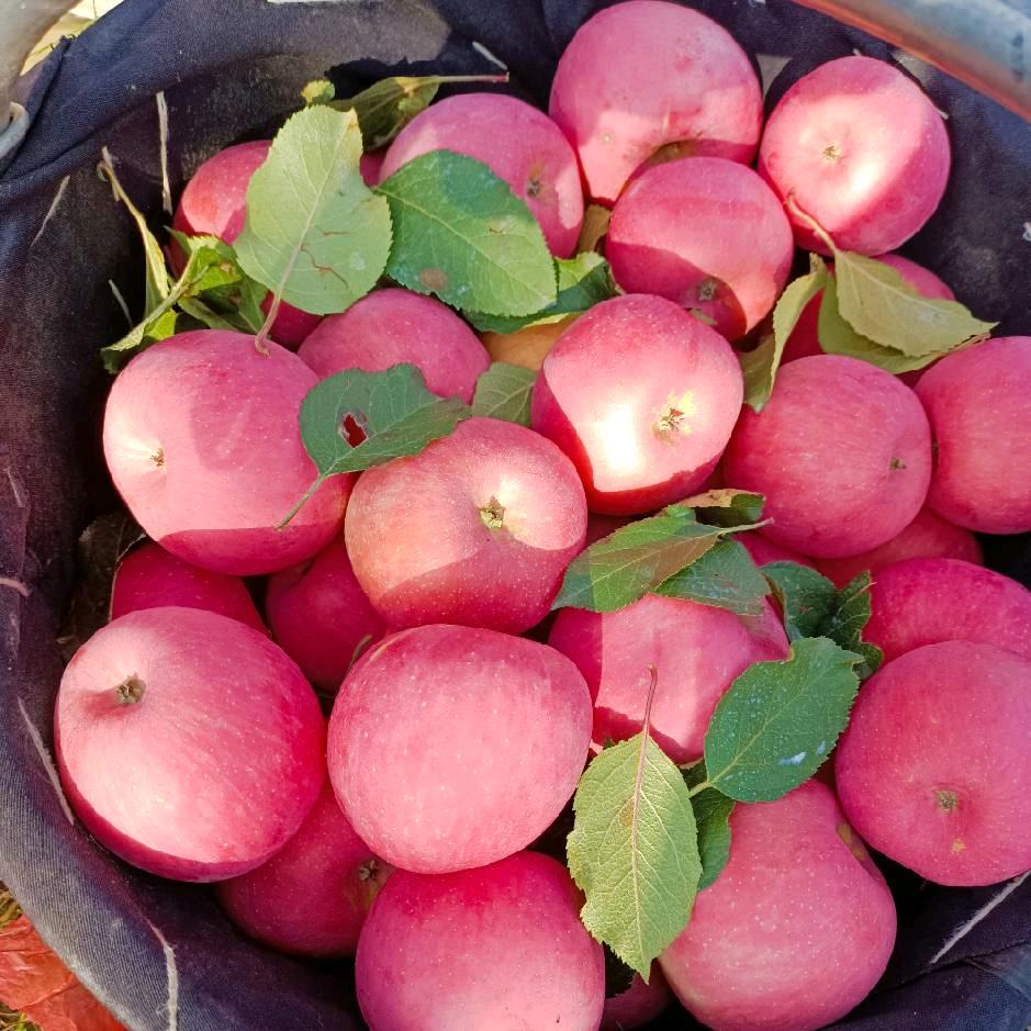 AAA陕西苹果代办小薛