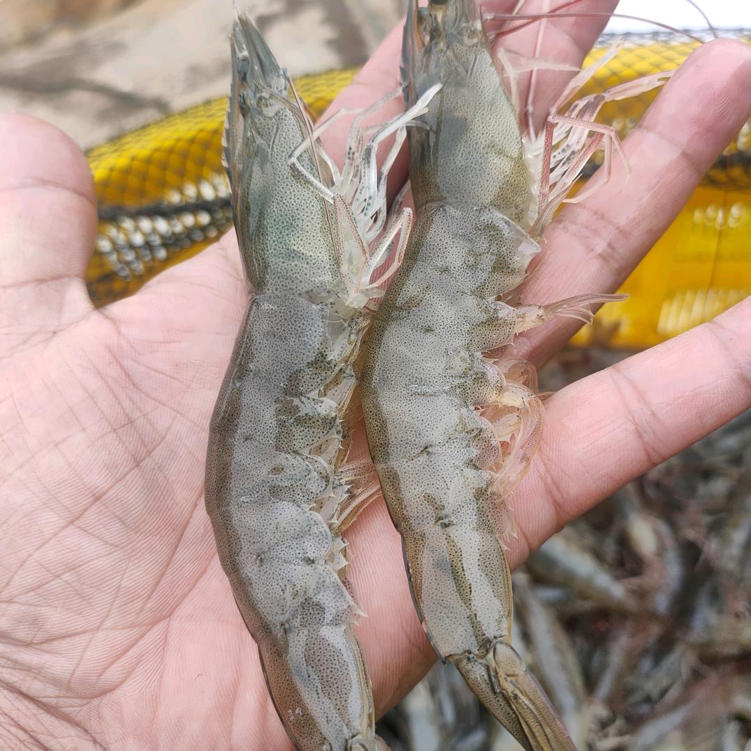 纯淡水养对虾