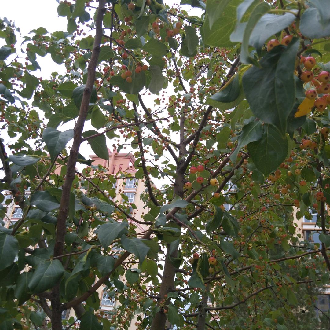 美丽草原