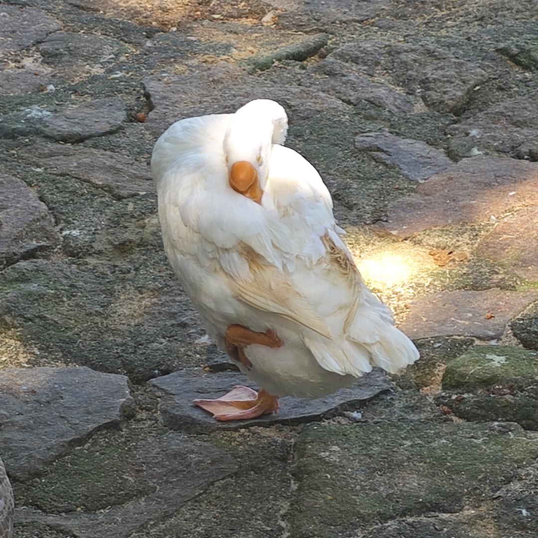 呆头鹅大人（减肥失败版）