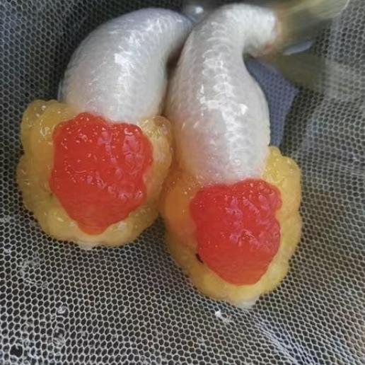 古法：