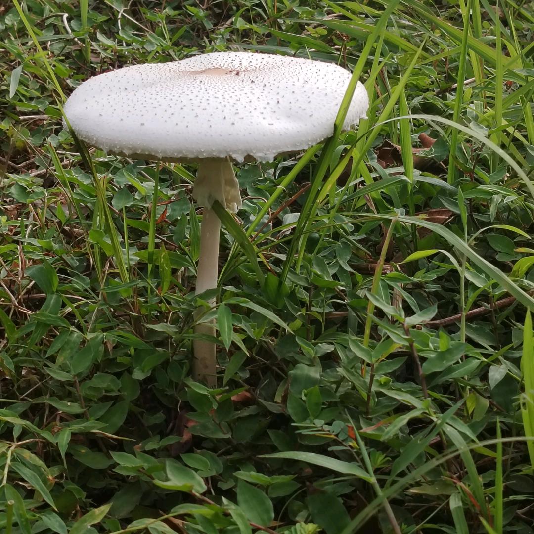 乌托邦