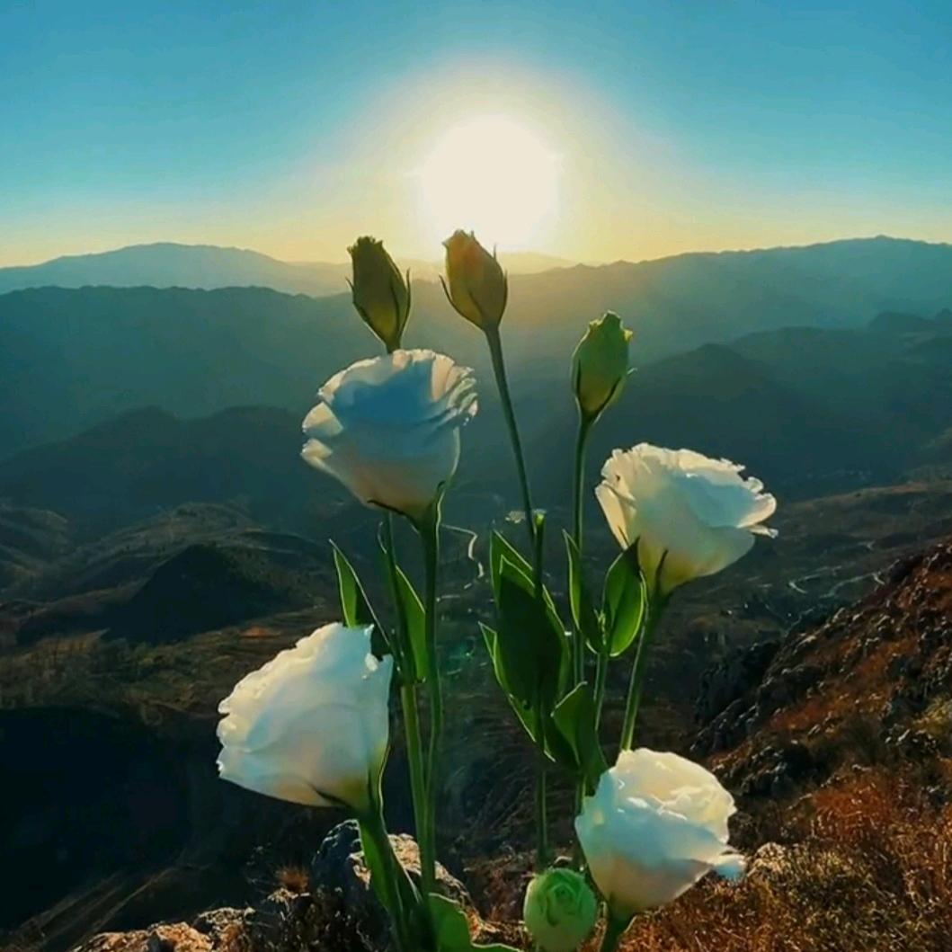 🌺猜💐不🌹透🌻是🌹人💐心🌺