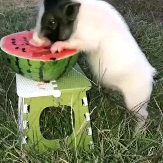 傻里吧唧😝😜