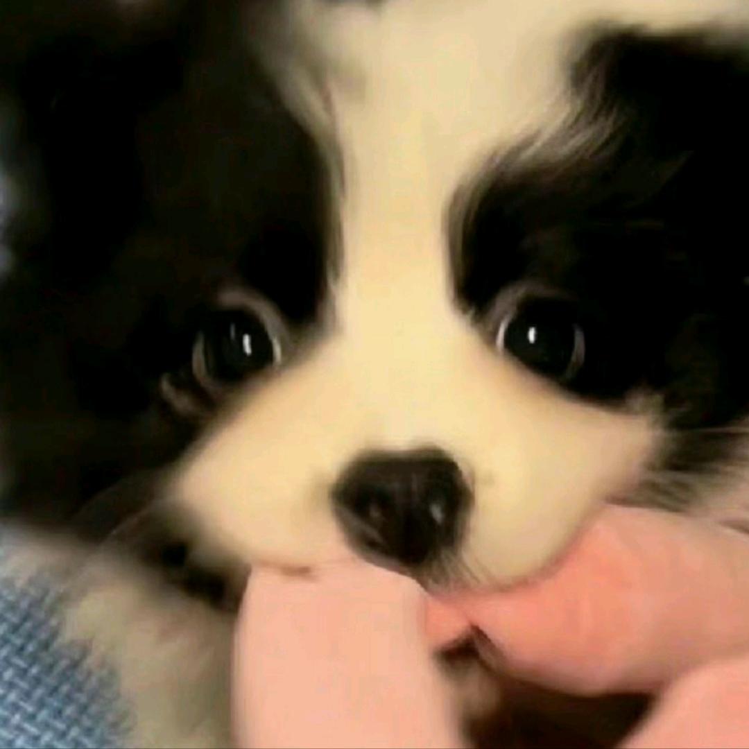 小洋洋