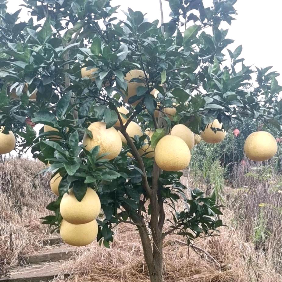 马家柚头像