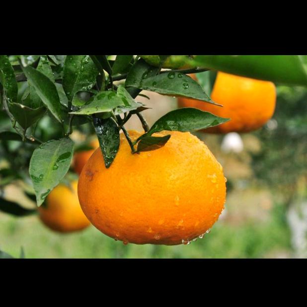 “呆桃”“！！！