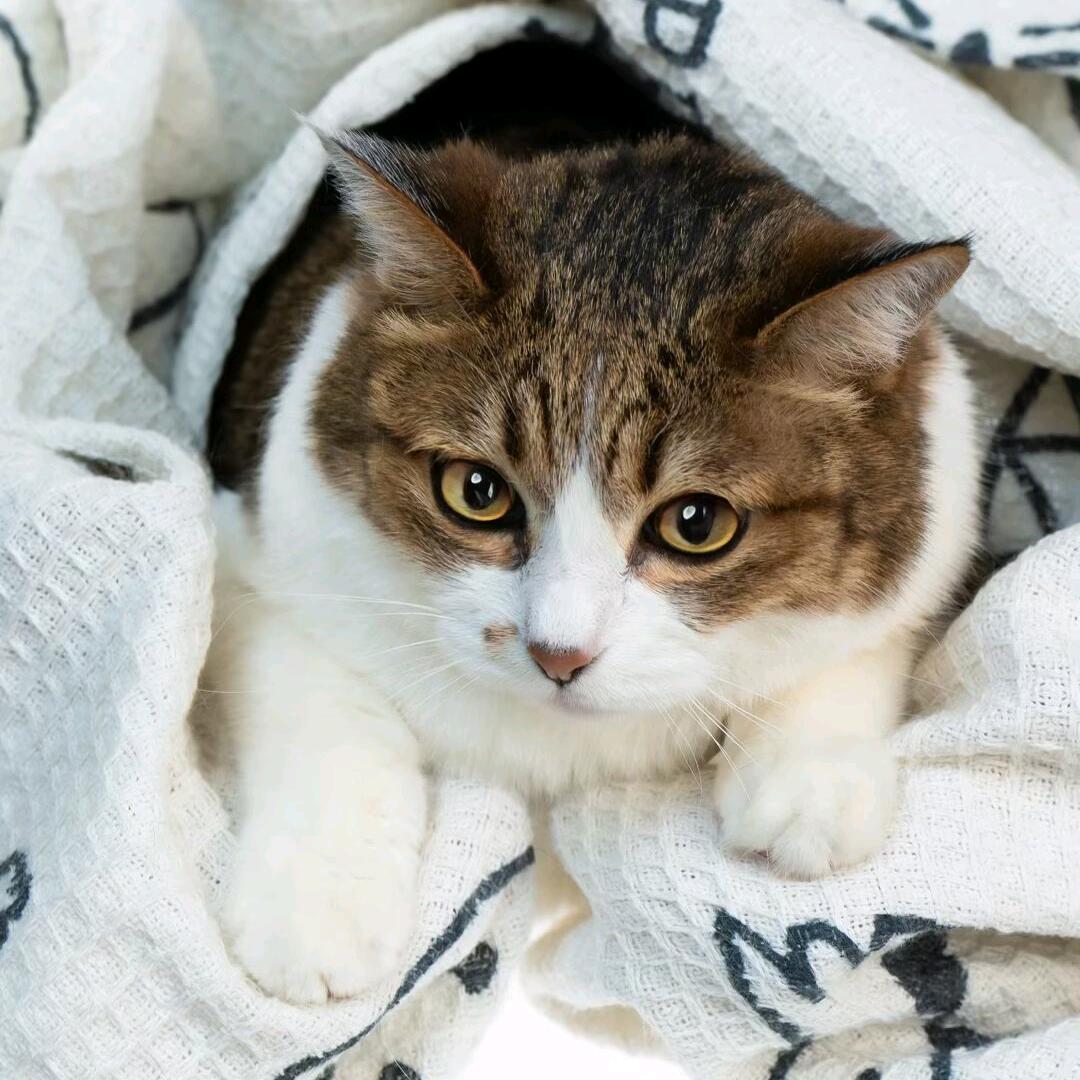 🐱