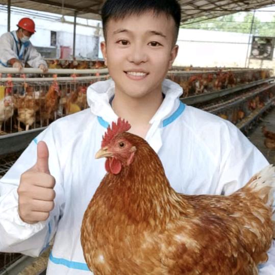 吕师傅聊养鸡