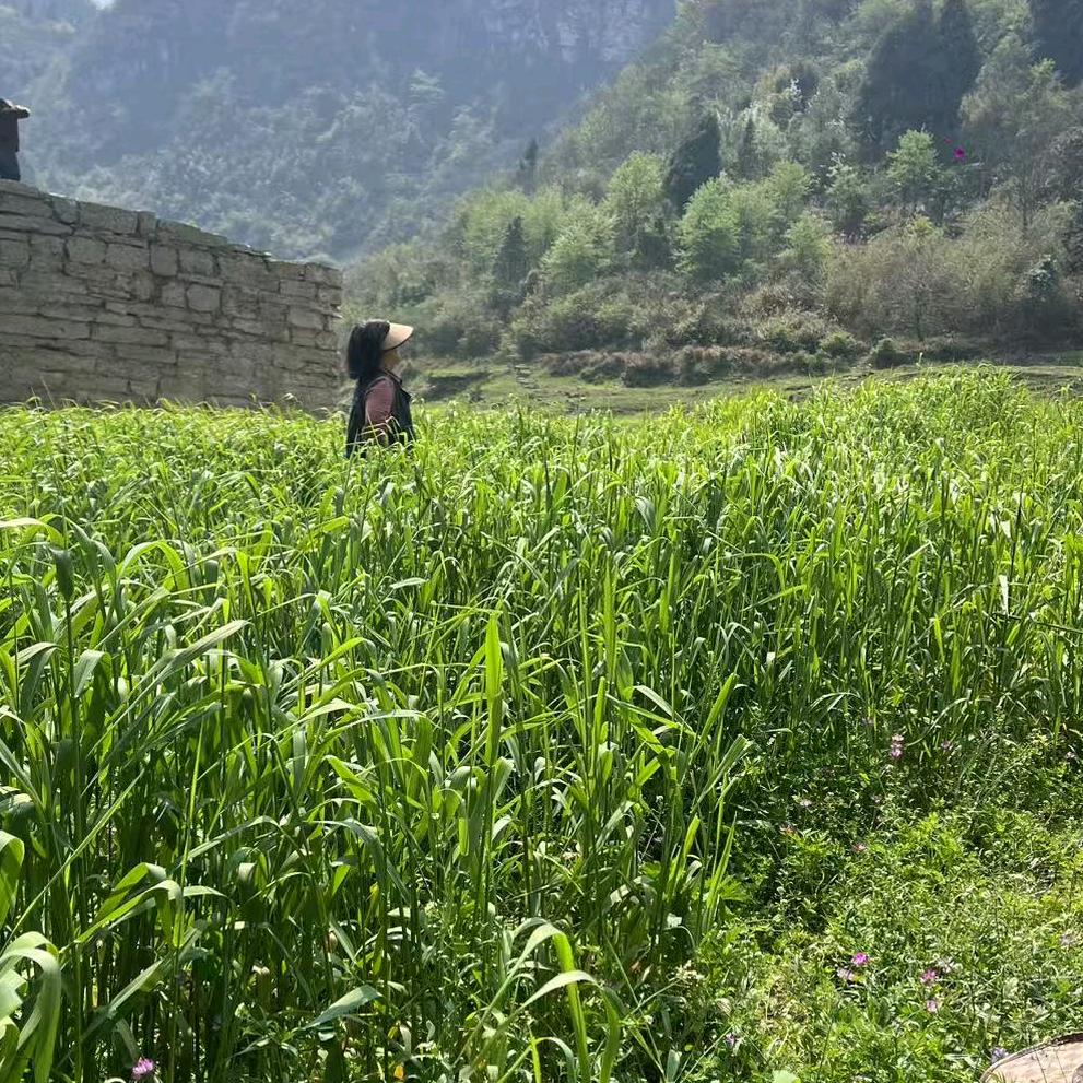 @静待花开滕