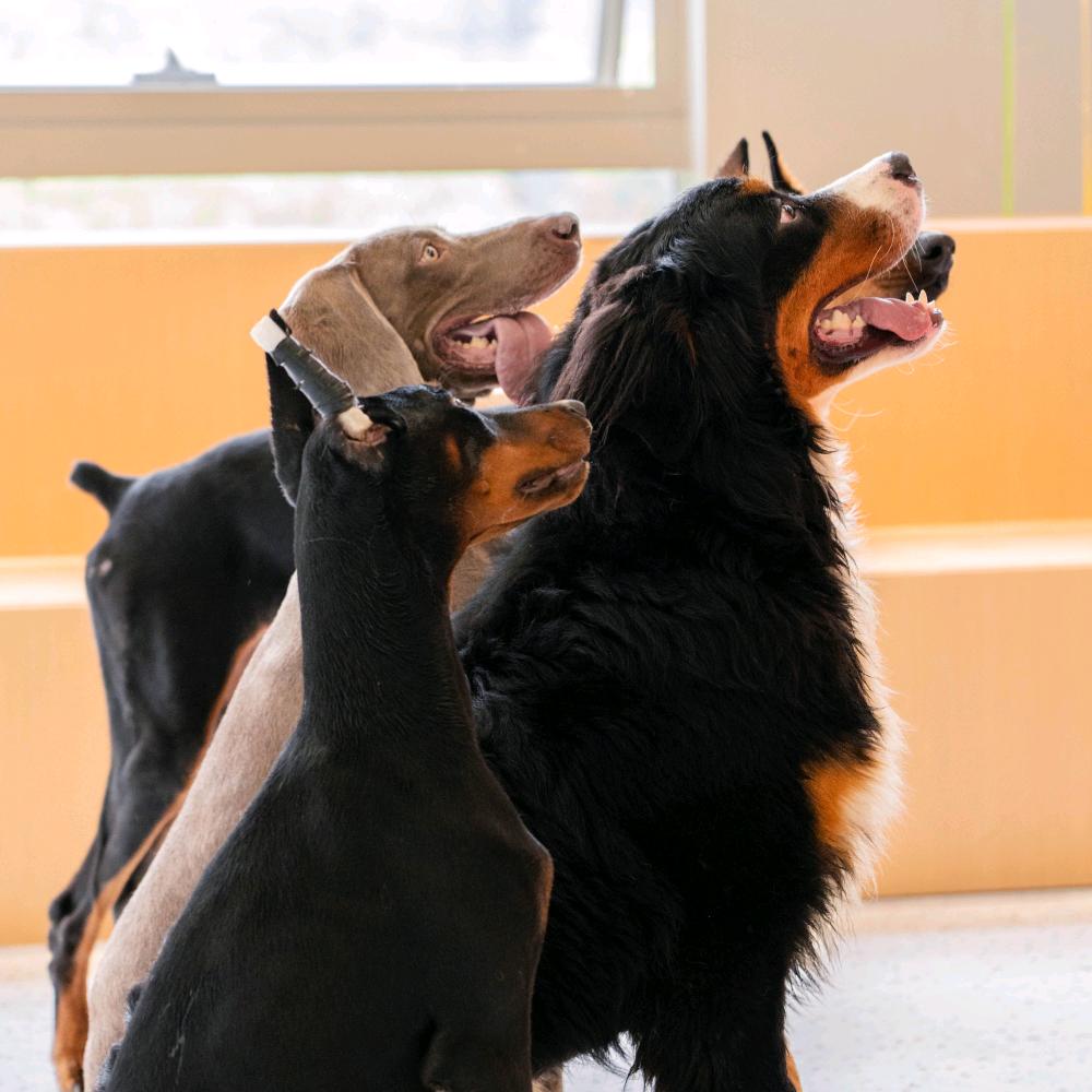 为它盟宠物温馨服务小铺