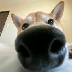 Moo