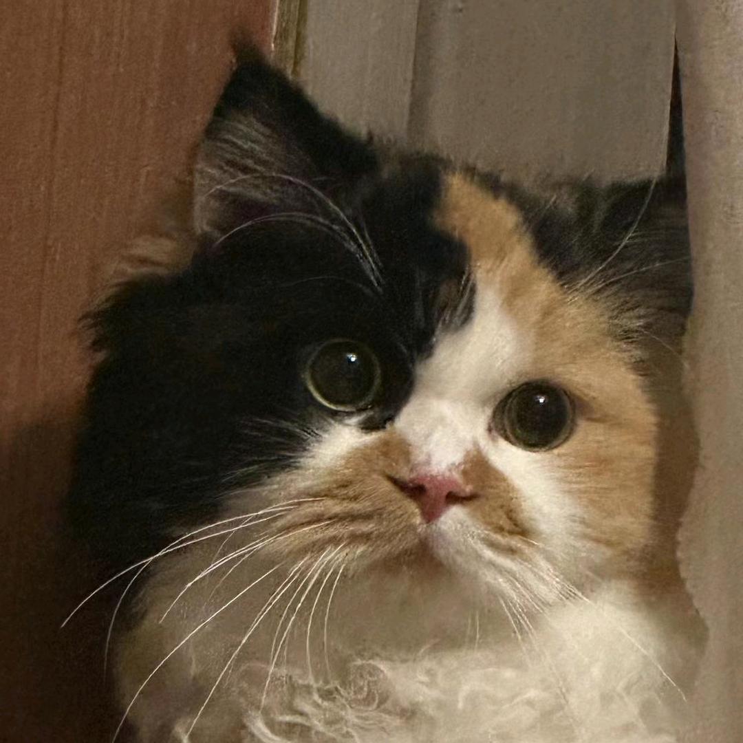 🌈爱玩游戏王十五