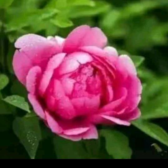 幸福快乐🌹