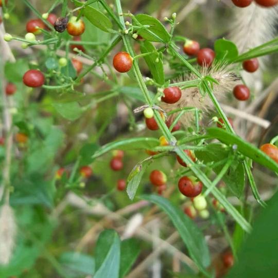 京城奋斗蜂窝蝉蜕.桑螵蛸