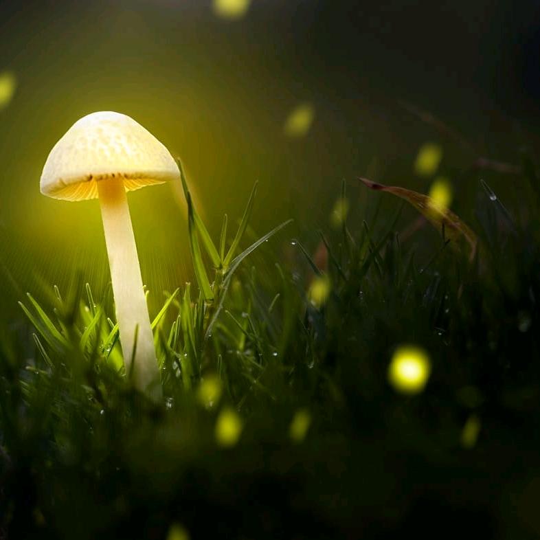 夜荧影视